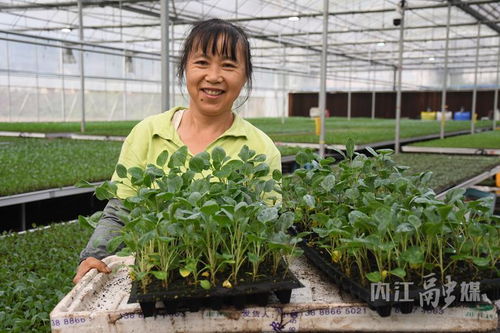 威遠育苗工廠 科技育苗帶動村民增收 產業興旺助力鄉村振興