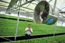 湖北宜昌 茶樹工廠化育苗領跑現代農業發展