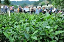 科技賦能 茶香更醇 宜昌工廠化育苗引領茶樹良種化新篇章