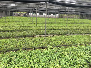 江西分宜 全國七成高產油茶良種的搖籃，村民年均增收超十萬