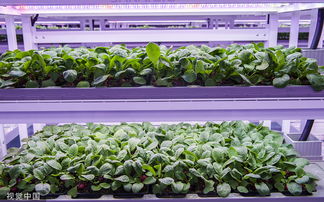 走進植物工廠 探訪現代工廠化智慧育苗基地