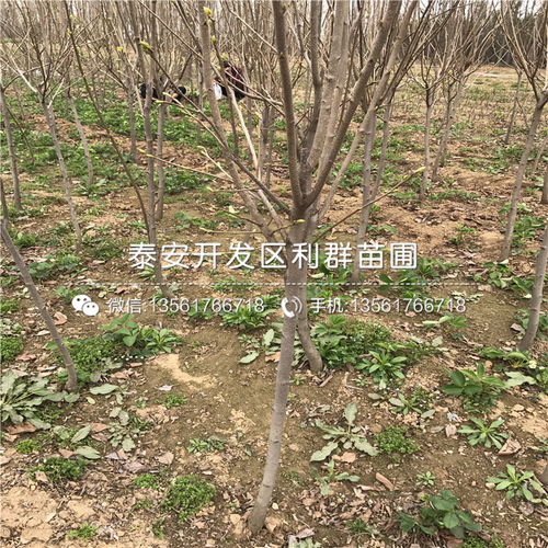 山東柿子樹苗品種概覽與新品種發(fā)展趨勢(shì)