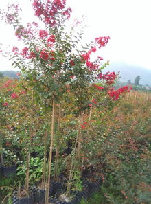 廣西桂林天虹紅火箭紫薇培育基地 美國(guó)三紅紫薇控根容器苗的優(yōu)勢(shì)特點(diǎn)