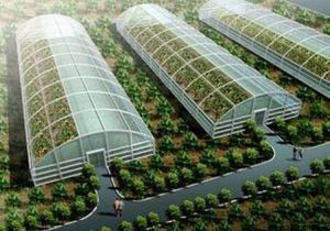 大棚蕓豆控旺的合適時(shí)機(jī)與方法